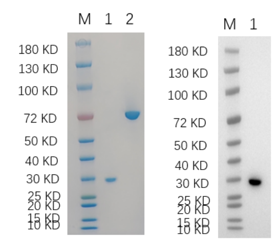 Reducing 4%-20% SDS-PAGE (CBB stained) and WB (Anti-His Mouse Monoclonal Antibody) analysis profiles of purified JAK2.
1. JAK2 
2. BSA